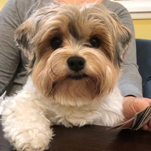 Meet your Posher, Donna